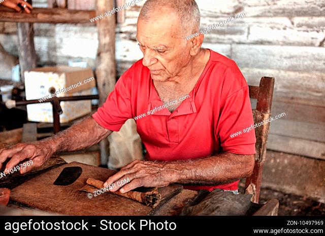Pinar del Rio, Cuba - December 15, 2016: Alejandro Robaina Tobacco Plantation: An elderly man works on traditional cigar plantage at the cuban tobacco factory