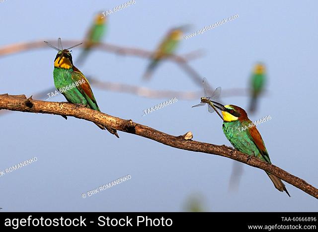RUSSIA, ROSTOV REGION - JULY 25, 2023: European bee-eaters sit on a tree branch. Erik Romanenko/TASS