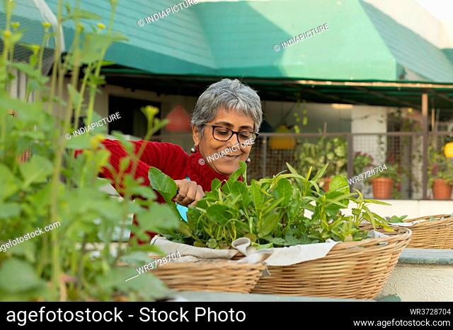An urban woman farmer taking care of her tender harvest