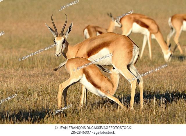 Springboks (Antidorcas marsupialis), female nursing her baby, early morning, Kgalagadi Transfrontier Park, Northern Cape, South Africa, Africa