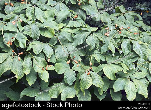 Rogers bottlebrush buckeye (Aesculus parviflora var. serotina 'Rogers')