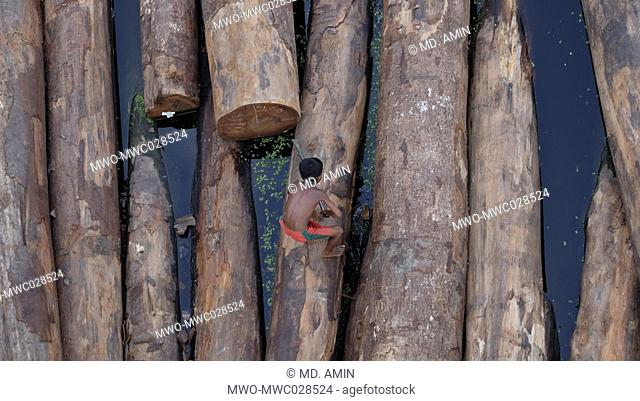 Wood logs in the water. Bangladesh. 2015