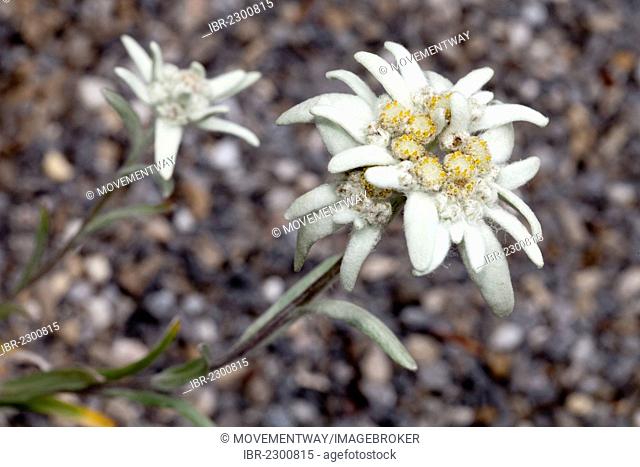 Edelweiss (Leontopodium alpinum), Westphalia Park, Dortmund, Ruhr Area, North Rhine-Westphalia, Germany, Europe