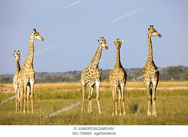 giraffes - small herd standing / Giraffa camelopardalis