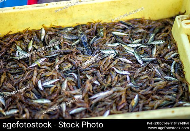 PRODUCTION - 31 May 2023, Mecklenburg-Western Pomerania, Rerik: Freshly caught Baltic crabs and small fish as bycatch lie in a transport box on the boat of...