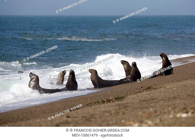 South American / Southern / Patagonian Sealion (Otaria flavescens). Valdes Peninsula, Patagonia, Argentina. Latin formerly Otaria byronia
