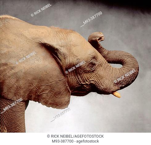 Profile view of elephant head (US Republican party symbol) in studio against gray painted canvas background