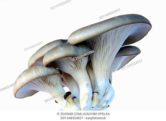 Austernseitling (Austern-Seitling oder Austernpilz) gezüchtete Pilze freigestellt vor weißem Hintergrund (Pleurotus ostreatus) Oyster mushroom (Pleurotus...