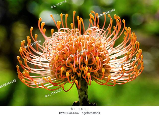 Nodding pincushion, Pincushion protea (Leucospermum cordifolium), blooming, Madeira