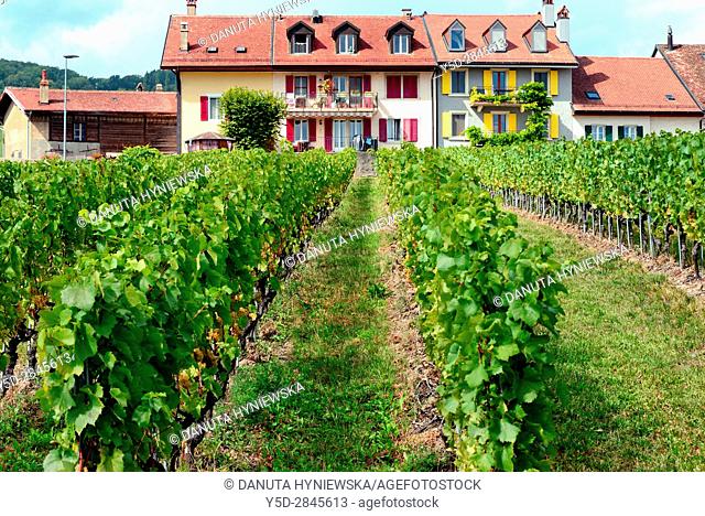 Europe, Switzerland, Canton Vaud, La Côte, Morges district, Féchy near Aubonne, living in the heart of vineyards, autumn time