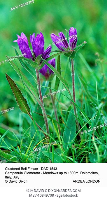 Clustered BELLFLOWER (Campanula Glomerata). Dolomoites, Italy. July. Meadows up to 1800m