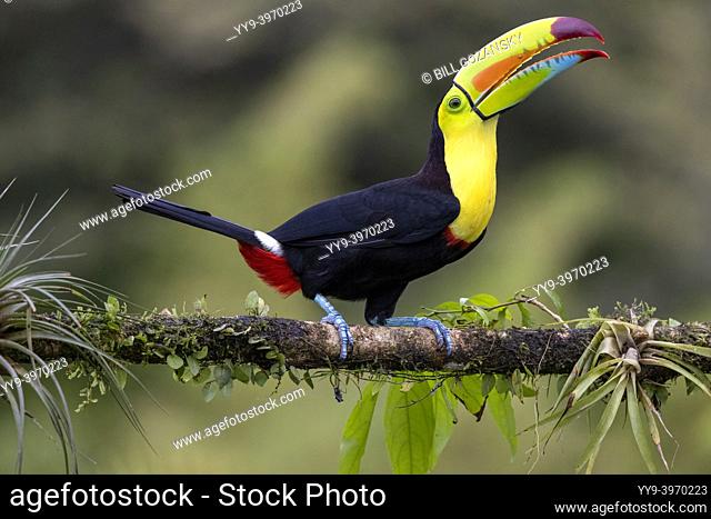 Keel-billed toucan (Ramphastos sulfuratus) - La Laguna del Lagarto Eco-Lodge, Boca Tapada, Costa Rica