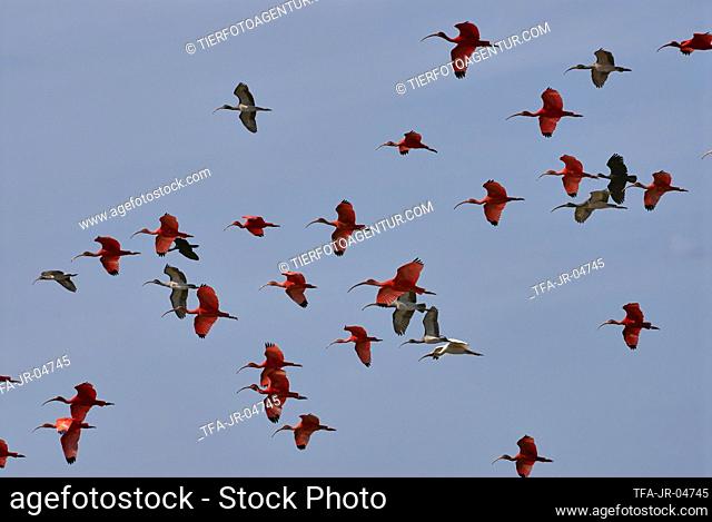 flying flock of birds