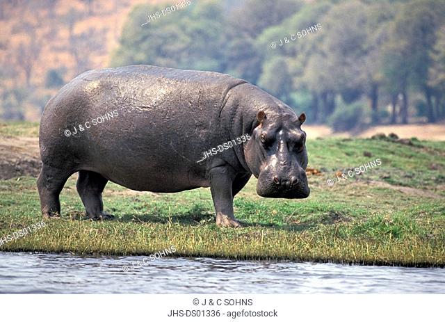 Hippopotamus, Hippopatamus amphibius, Chobe Nationalpark, Botswana, Africa, adult on shore