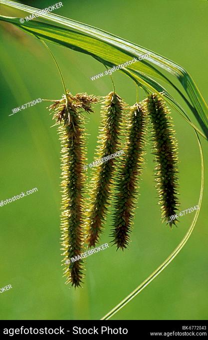 Cyprus grass sedge (Carex bohemica) Carex pseudocyperus, Cyprus grass harrow Carex pseudocyperus, cyprus grass sedge