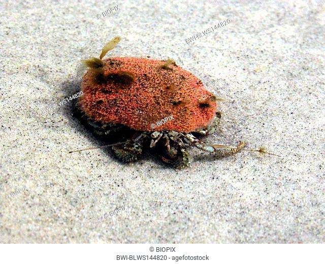 large hermit crab, common hermit crab, soldier crab, Bernhard's hermit crab Pagurus bernhardus, Eupagurus bernhardus, on the beach