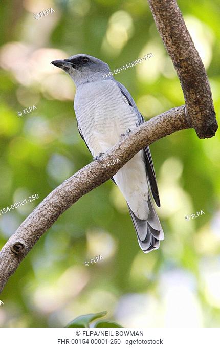 Large Cuckoo-shrike Coracina macei adult female, perched on branch, Madhya Pradesh, India, november
