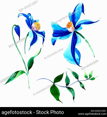 Blue durandii clematis. Floral botanical flower. Wild spring leaf wildflower isolated. Aquarelle wildflower for background, texture, wrapper pattern