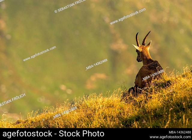 A single female ibex sits in a mountain meadow in the Karwendel mountains in the warm morning light of a late summer day