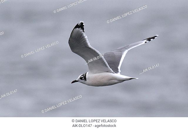 Wintering Franklin's Gull (Leucophaeus pipixcan) at the pacific coast of Chile. Adult in winter plumage seen from the side. Looking back