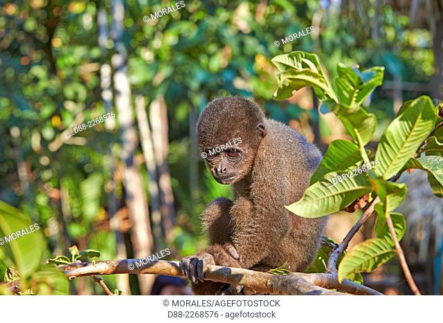 South America, Brazil, Amazonas state, Manaus, Amazon river basin, Brown woolly monkey, Common woolly monkey (Lagothrix lagotricha), young baby