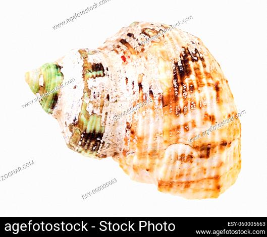 old shell of whelk mollusc isolated on white background