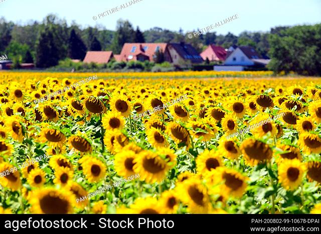 31 July 2020, Brandenburg, Michendorf: Sunflowers (Helianthus annuus) grow in a field near the last houses of the community in the Potsdam-Mittelmark district