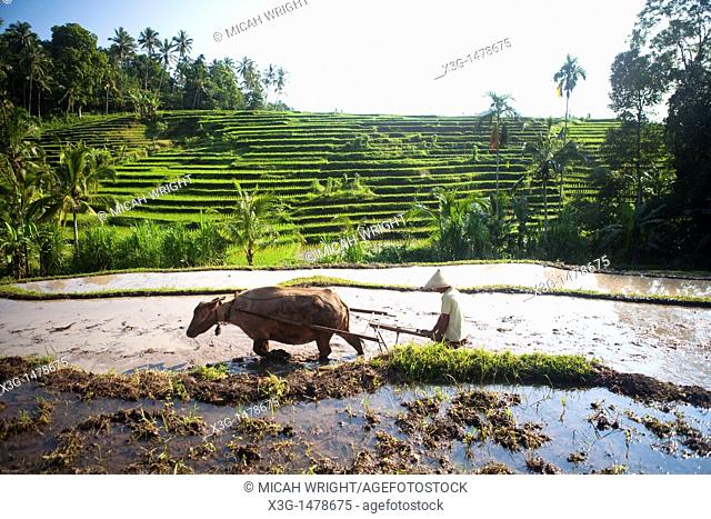 Some of the countless rice fields when traveling across Bali's interior, Indonesia