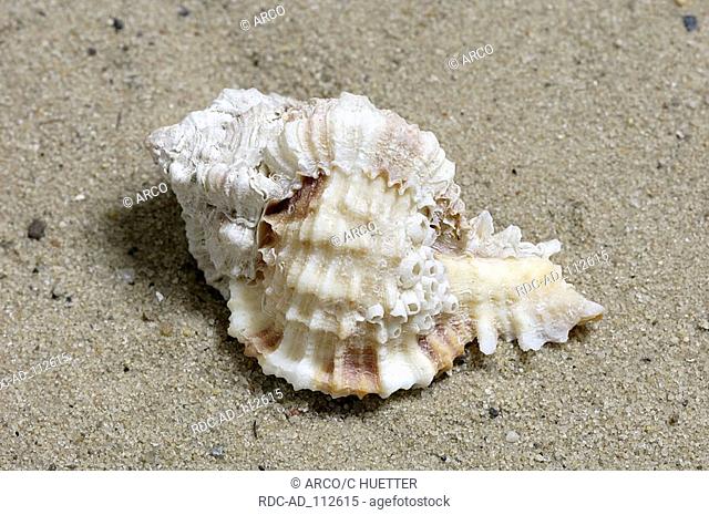 Lace Murex snail shell Sanibel Island Florida USA Chicoreus dilectus