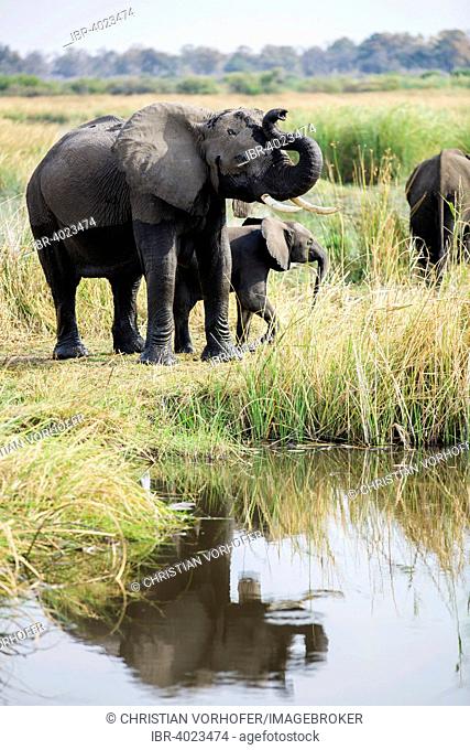 African elephants (Loxodonta africana) mother with young, Nkasa-Lupala National Park, Caprivi Region, Namibia, Africa