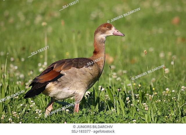 Egyptian Goose (Alopochen aegyptiacus). Adult bird walking on a meadow. Germany