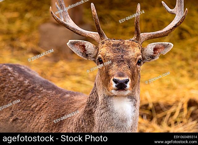 deer brown noble animal portrait horned wild close-up cute