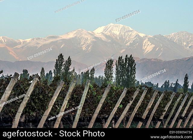Early morning in the vineyards. Volcano Aconcagua Cordillera. Andes mountain range, in Maipu, Argentine province of Mendoza