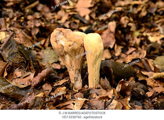 Largedubted clavaria (Clavariadelphus pistillaris) is a mushroom that grows in beech forest. This photo was taken in Montseny Biosphere Reserve