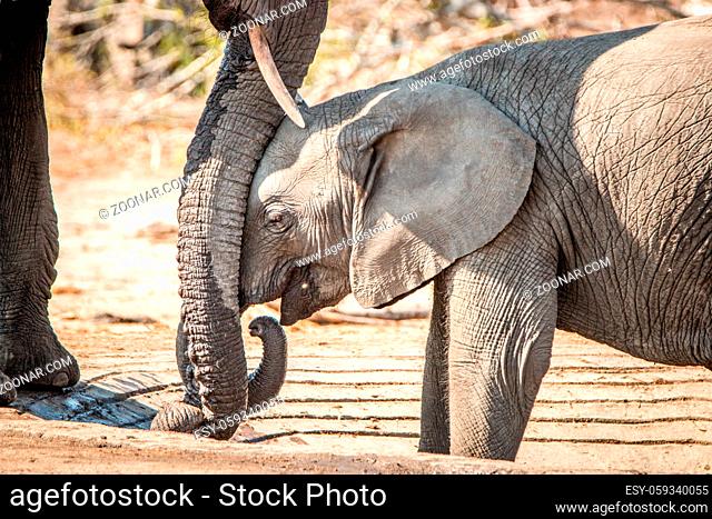 Baby Elephant leaning against mothers trunk in the Kruger National Park, South Africa