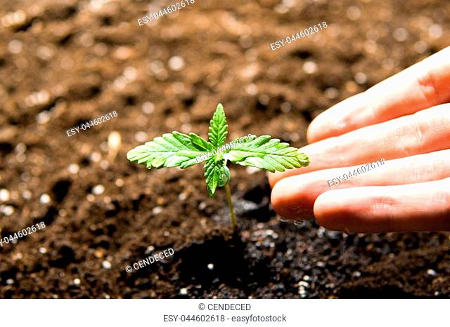 A small plant of cannabis seedlings at the stage of vegetation planted in the ground in the sun, a beautiful background, eceptions of cultivation in an indoor...