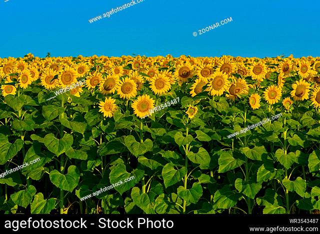 Yellow Sunflowers on the Background of Blue Sky