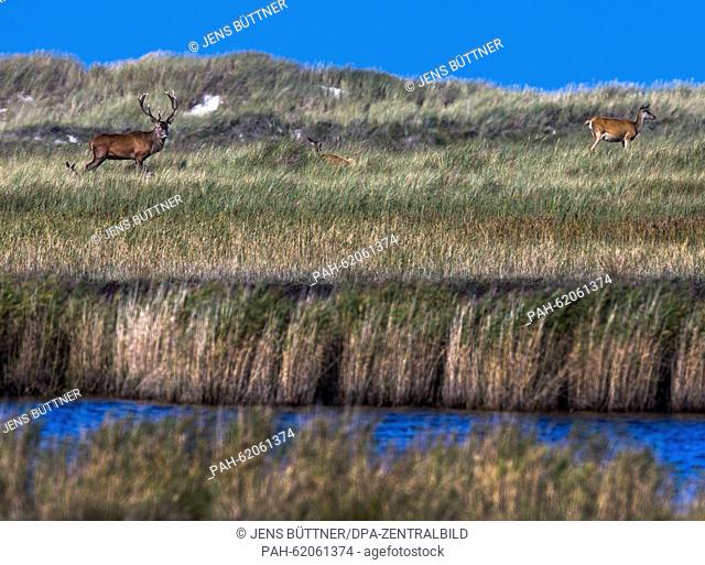 A red deer is seen in the Western Pomerania Lagoon Area National Park near Prerow, Germany, 26 September 2015. With an area of 786 square kilometers it is...