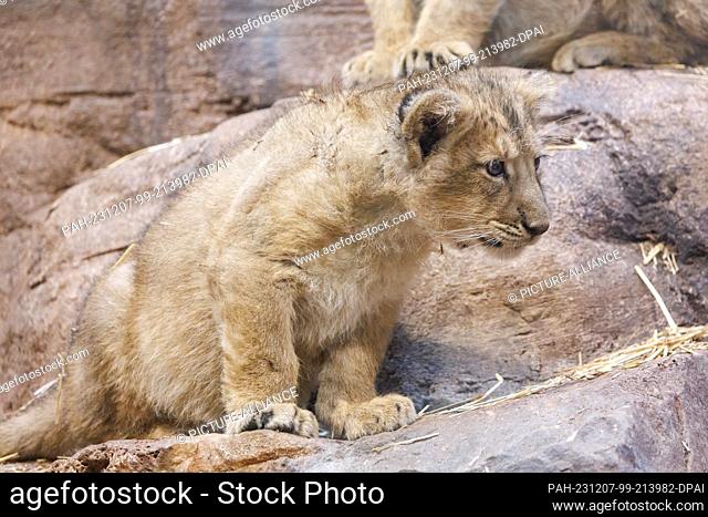 07 December 2023, Bavaria, Nuremberg: A lion cub (Indica or Jadoo) sits in its enclosure at Nuremberg Zoo. A total of two cubs were born at the zoo on September...