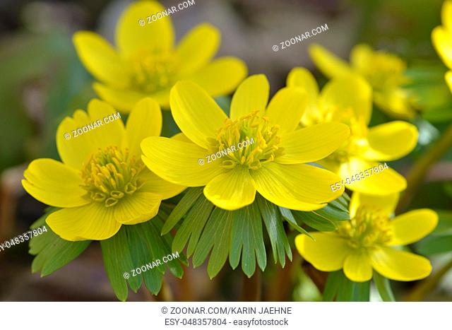 Flowers of the eranthis hyemalis in spring. Bluehende Winterlinge