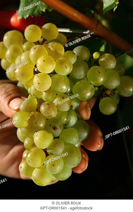 MATURE CHARDONNAY GRAPES ON THE VINE IN A VINEYARD OF CORTON CHARLEMAGNE, HAND HARVESTING, ALOXE-CORTON, COTE-D'OR (21), BOURGOGNE, FRANCE