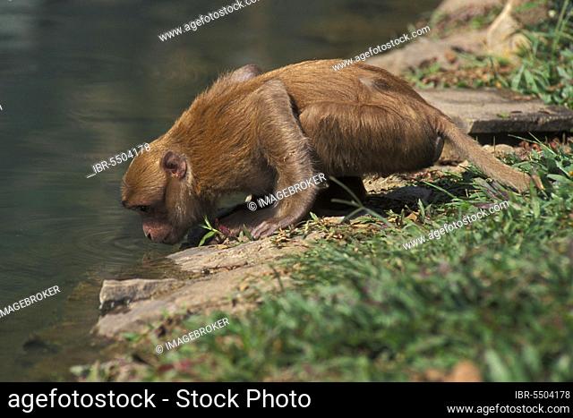 Assamese assam macaque (Macaca assamensis) Young male drinker, Mae Sai, Thailand, Asia