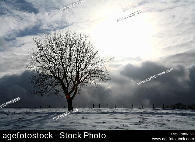 Baum auf einer schneebedeckten Wiese im Gegenlicht