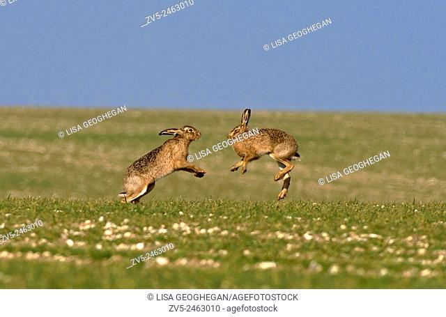 Pair of European Brown (Common) Hares- Lepus europaeus boxing. Uk