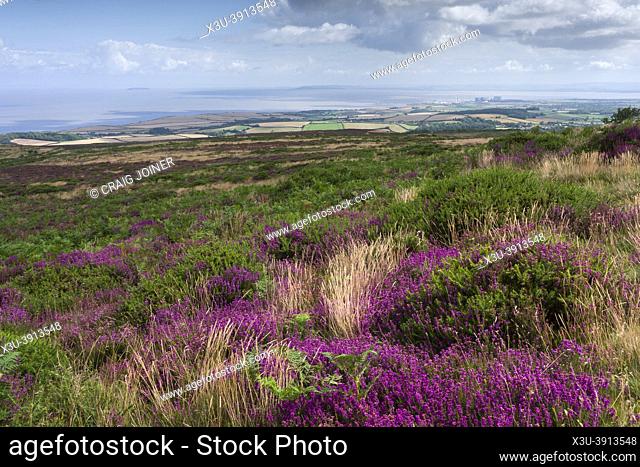 Bell heather on Beacon Hill in the Quantock Hills Area of Outstanding Natural Beauty with the Bristol Channel beyond, Somerset, England