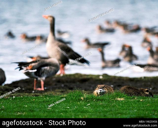 Nutria and geese