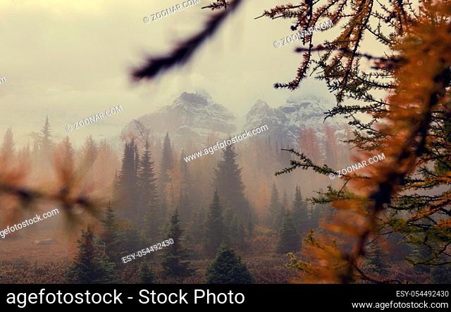 Beautiful golden larches in mountains, Canada. Fall season