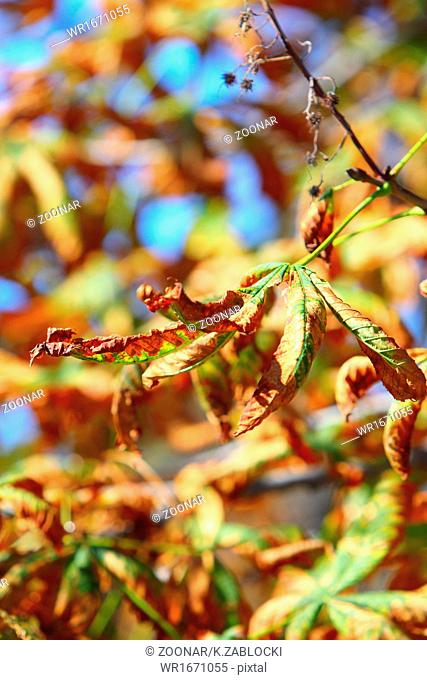 bright autumn leaves horse chestnut tree