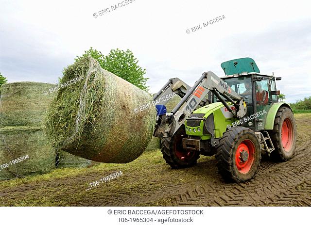 Farmer harvesting alfalfa or lucerne (Medicago sativa) for cattle food, Elsenheim, Alsace, France