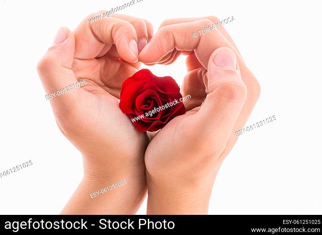 Hand making a heart shape around a red rose on a white background